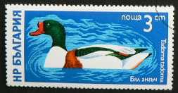Husice liščí